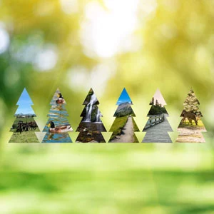 stylized trees agains forest background